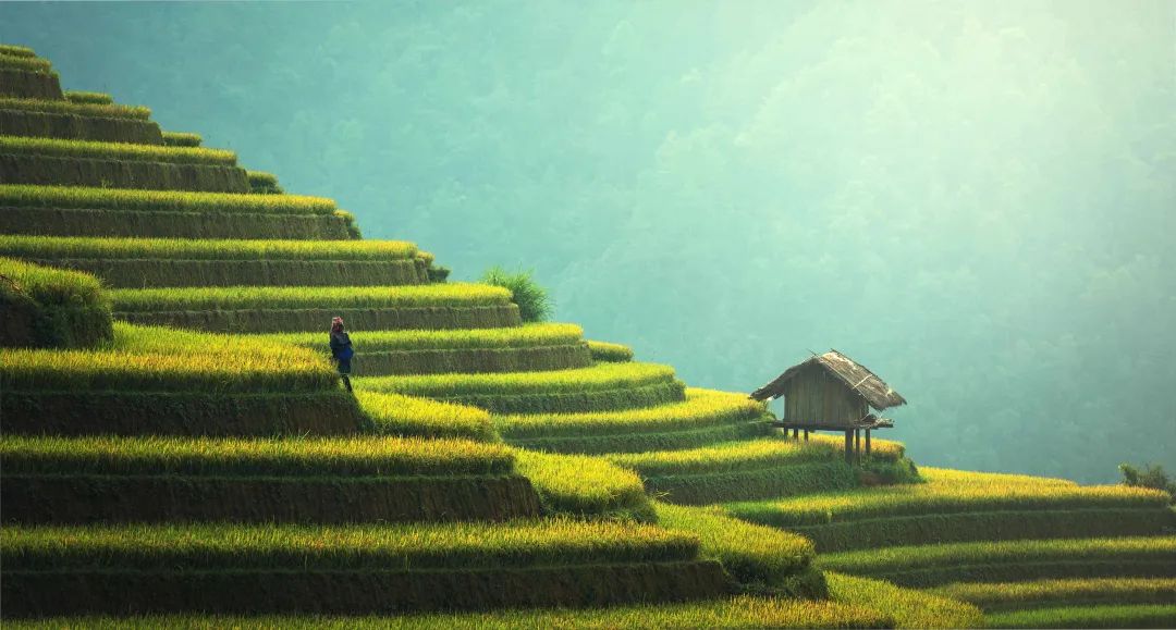 端午粽飄香，中醫(yī)送健康